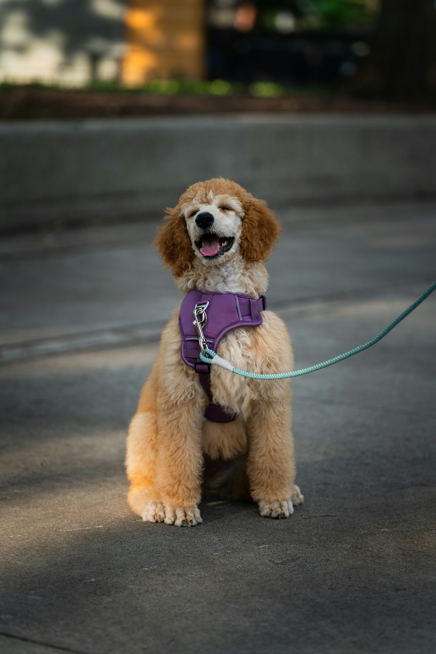 Adjustable Harness & Leash Set
