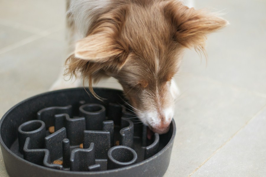 Slow Feeder Bowl